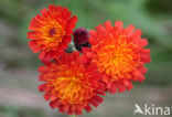 Oranje havikskruid (Hieracium aurantiacum)