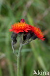 Oranje havikskruid (Hieracium aurantiacum)