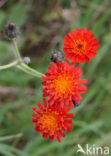 orange hawkweed (Hieracium aurantiacum)