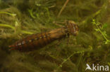 Migrant Hawker (Aeshna mixta)