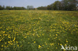 Paardenbloem (Taraxacum spec.)