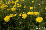 Paardenbloem (Taraxacum spec.)