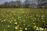 Paardenbloem (Taraxacum spec.)