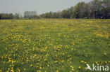 Paardenbloem (Taraxacum spec.)