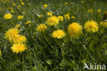 Paardenbloem (Taraxacum spec.)