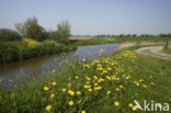 Paardenbloem (Taraxacum spec.)