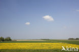 Paardenbloem (Taraxacum spec.)