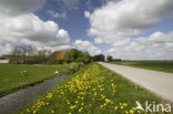 Paardenbloem (Taraxacum spec.)