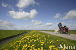 Paardenbloem (Taraxacum spec.)