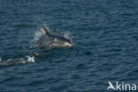 Pacific White-sided Dolphin (Lagenorhynchus obliquidens)