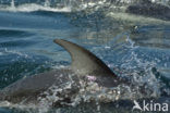 Pacific White-sided Dolphin (Lagenorhynchus obliquidens)