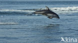 Pacific White-sided Dolphin (Lagenorhynchus obliquidens)