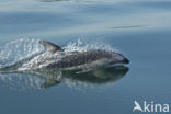 Pacific White-sided Dolphin (Lagenorhynchus obliquidens)