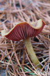 Pagemantel (Cortinarius semisanguineus) 