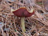 Pagemantel (Cortinarius semisanguineus) 