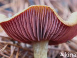 Pagemantel (Cortinarius semisanguineus) 