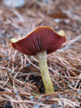 Pagemantel (Cortinarius semisanguineus) 