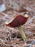 Pagemantel (Cortinarius semisanguineus) 