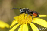 Pantserbloedbij (Sphecodes gibbus)