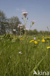 Pinksterbloem (Cardamine pratensis)