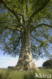 plane tree (Platanus hispanica)