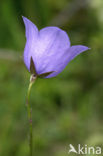 Peach-leaved Bellflower (Campanula persicifolia)