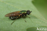 green soldier fly (Chloromyia formosa)