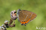 Pruimenpage (Satyrium pruni)