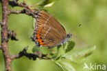 Pruimenpage (Satyrium pruni)