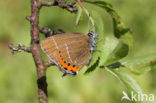 Pruimenpage (Satyrium pruni)