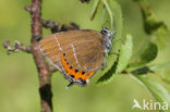 Pruimenpage (Satyrium pruni)