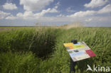 Riet (Phragmites australis)