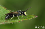 Hylaeus pectoralis