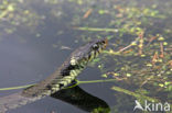 Grass Snake (Natrix natrix)