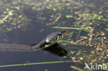 Grass Snake (Natrix natrix)