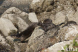 Rivierotter (Lutra canadensis)