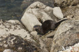 Rivierotter (Lutra canadensis)