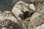 River Otter (Lutra canadensis)