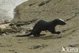 Rivierotter (Lutra canadensis)