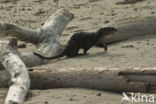 Rivierotter (Lutra canadensis)