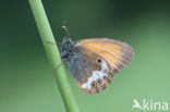 Chestnut Heath (Coenonympha glycerion)