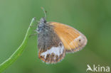 Chestnut Heath (Coenonympha glycerion)