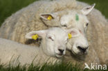 Sheep (Ovis domesticus)