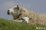 Schaap (Ovis domesticus)