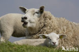 Schaap (Ovis domesticus)