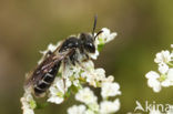 Schermbloemzandbij (Andrena nitidiuscula) 