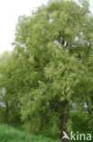 White Willow (Salix alba)