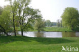 White Willow (Salix alba)