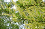 White Willow (Salix alba)