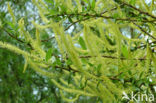 White Willow (Salix alba)